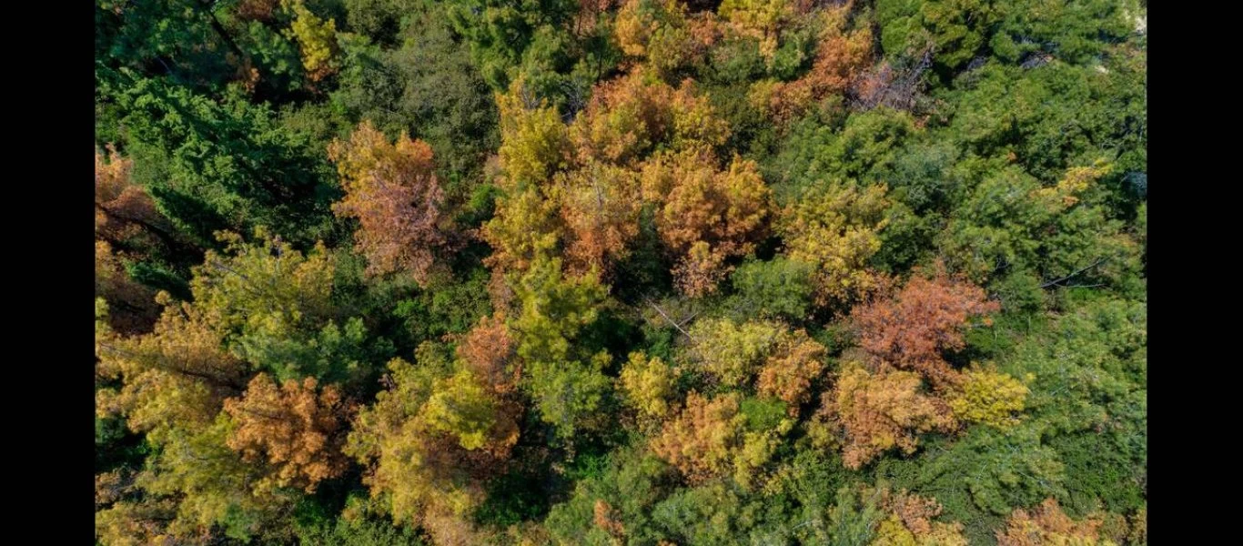 Θεσσαλονίκη: Άγνωστοι έλυσαν 10 άλογα και μουλάρια στο Σέιχ Σου - Δημιούργησαν μεγάλο πρόβλημα